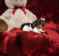 MAVERICK, a male Miniature Dachshund for sale in Polk City, FL – 2 of 10