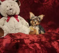 TILLY, a female Yorkshire Terrier for sale in Polk City, FL – 2 of 10
