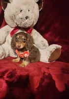 PUDDIN, a female Miniature Dachshund for sale in Polk City, FL – 10 of 10