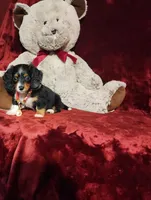 RENO, a male Miniature Dachshund for sale in Polk City, FL – 3 of 10