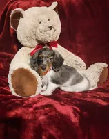 STERLING, a male Miniature Dachshund for sale in Polk City, FL – 5 of 10