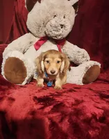 MOCHI, a female Miniature Dachshund for sale in Polk City, FL – 8 of 10