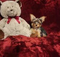 TILLY, a female Yorkshire Terrier for sale in Polk City, FL – 9 of 10