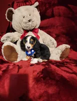 RENO, a male Miniature Dachshund for sale in Polk City, FL – 6 of 10