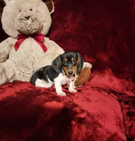 MAVERICK, a male Miniature Dachshund for sale in Polk City, FL – 4 of 10
