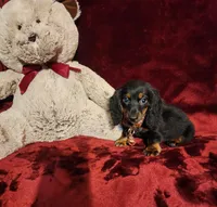 WALKER, a male Miniature Dachshund for sale in Polk City, FL – 1 of 10