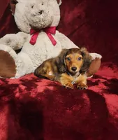 SUTTON, a male Miniature Dachshund for sale in Polk City, FL – 7 of 10