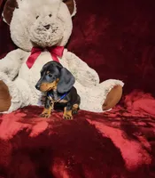 JASPER, a male Miniature Dachshund for sale in Polk City, FL – 6 of 10