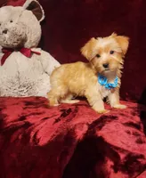 TUCKER , a male Yorkshire Terrier for sale in Polk City, FL – 8 of 10