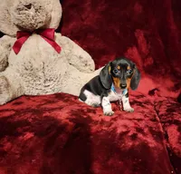 DAKOTA, a male Miniature Dachshund for sale in Polk City, FL – 4 of 10
