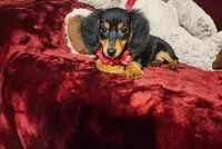 CINDER, a female Miniature Dachshund for sale in Polk City, FL – 3 of 10