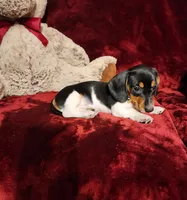MAVERICK, a male Miniature Dachshund for sale in Polk City, FL – 5 of 10