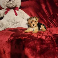 LOKI, a male Yorkshire Terrier for sale in Polk City, FL – 7 of 10