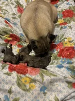 SWEETPEA, a female Pug for sale in Oklahoma City, OK – 8 of 9