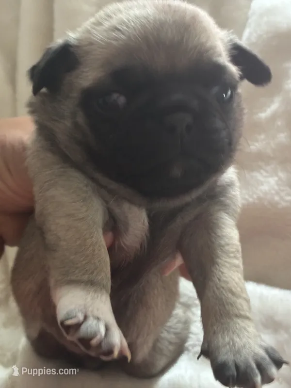 MOEN – Pug puppy for sale in Oklahoma City, OK