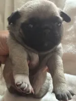 MOEN, a male Pug for sale in Oklahoma City, OK – 1 of 10