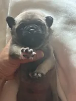 MOEN, a male Pug for sale in Oklahoma City, OK – 4 of 10