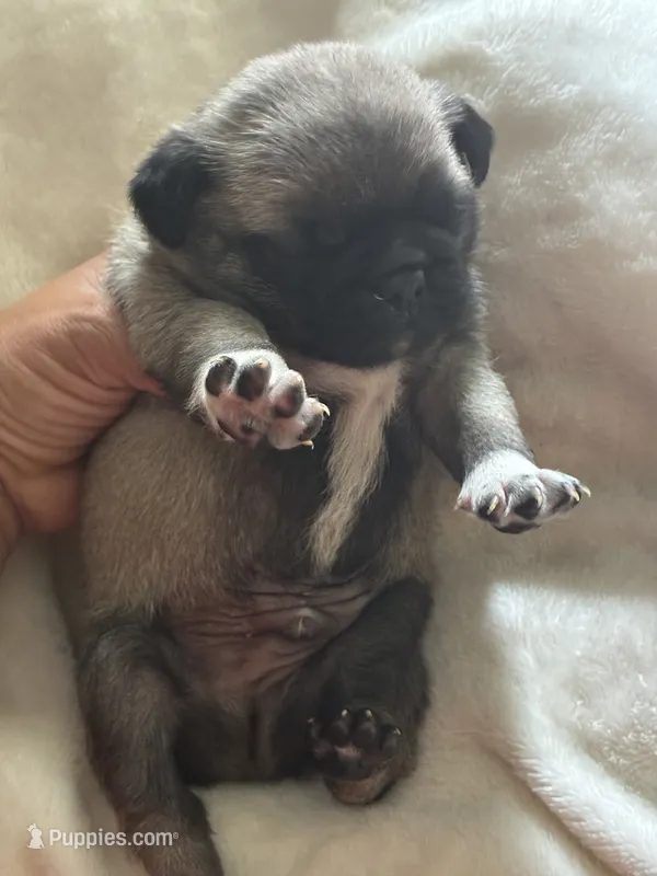 Lancer – Pug puppy for sale in Oklahoma City, OK