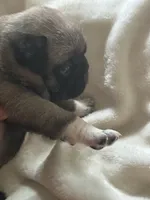 Lancer, a male Pug for sale in Oklahoma City, OK – 10 of 10