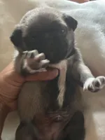 Lancer, a male Pug for sale in Oklahoma City, OK – 9 of 10