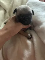 SWEETPEA, a female Pug for sale in Oklahoma City, OK – 4 of 9