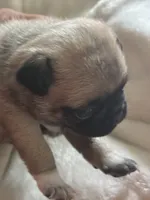 MOEN, a male Pug for sale in Oklahoma City, OK – 9 of 10