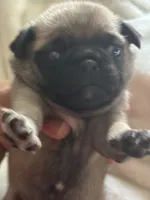 MOEN, a male Pug for sale in Oklahoma City, OK – 8 of 10