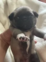 Lancer, a male Pug for sale in Oklahoma City, OK – 3 of 10