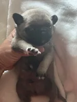 MOEN, a male Pug for sale in Oklahoma City, OK – 3 of 10