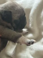 Lancer, a male Pug for sale in Oklahoma City, OK – 5 of 10