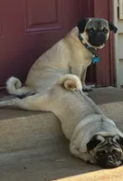 MOEN, a male Pug for sale in Oklahoma City, OK – 10 of 10