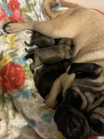 SWEETPEA, a female Pug for sale in Oklahoma City, OK – 5 of 9