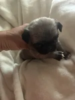 PUMPKIN, a female Pug for sale in Oklahoma City, OK – 3 of 10