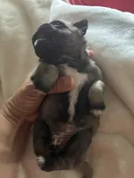 PUMPKIN, a female Pug for sale in Oklahoma City, OK – 7 of 10