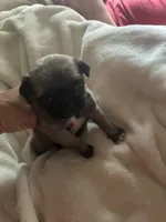 PUMPKIN, a female Pug for sale in Oklahoma City, OK – 5 of 10