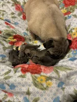 PUMPKIN, a female Pug for sale in Oklahoma City, OK – 10 of 10