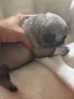Lancer, a male Pug for sale in Oklahoma City, OK – 7 of 10