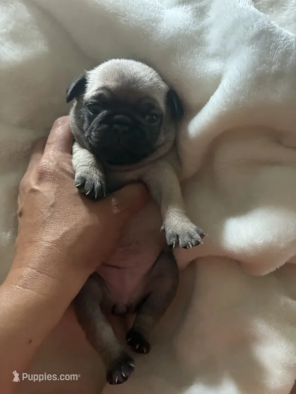 SWEETPEA – Pug puppy for sale in Oklahoma City, OK