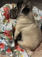 SWEETPEA, a female Pug for sale in Oklahoma City, OK – 7 of 9