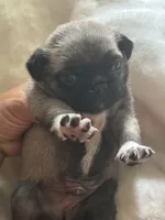 Lancer, a male Pug for sale in Oklahoma City, OK – 4 of 10