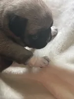 Lancer, a male Pug for sale in Oklahoma City, OK – 8 of 10