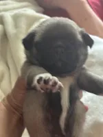 Lancer, a male Pug for sale in Oklahoma City, OK – 2 of 10