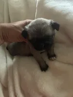 PUMPKIN, a female Pug for sale in Oklahoma City, OK – 4 of 10