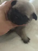MOEN, a male Pug for sale in Oklahoma City, OK – 5 of 10