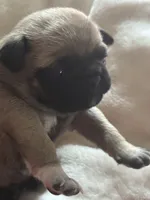 MOEN, a male Pug for sale in Oklahoma City, OK – 7 of 10
