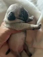 SWEETPEA, a female Pug for sale in Oklahoma City, OK – 2 of 9