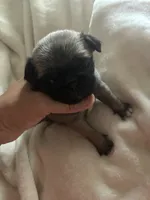 PUMPKIN, a female Pug for sale in Oklahoma City, OK – 2 of 10