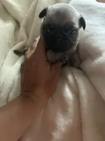 SWEETPEA, a female Pug for sale in Oklahoma City, OK – 3 of 9