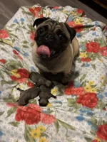 PUMPKIN, a female Pug for sale in Oklahoma City, OK – 8 of 10