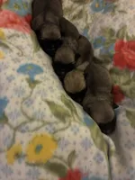 SWEETPEA, a female Pug for sale in Oklahoma City, OK – 6 of 9